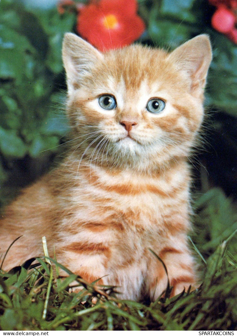 KATZE MIEZEKATZE Tier Vintage Ansichtskarte Postkarte CPSM #PAM468.DE - Cats