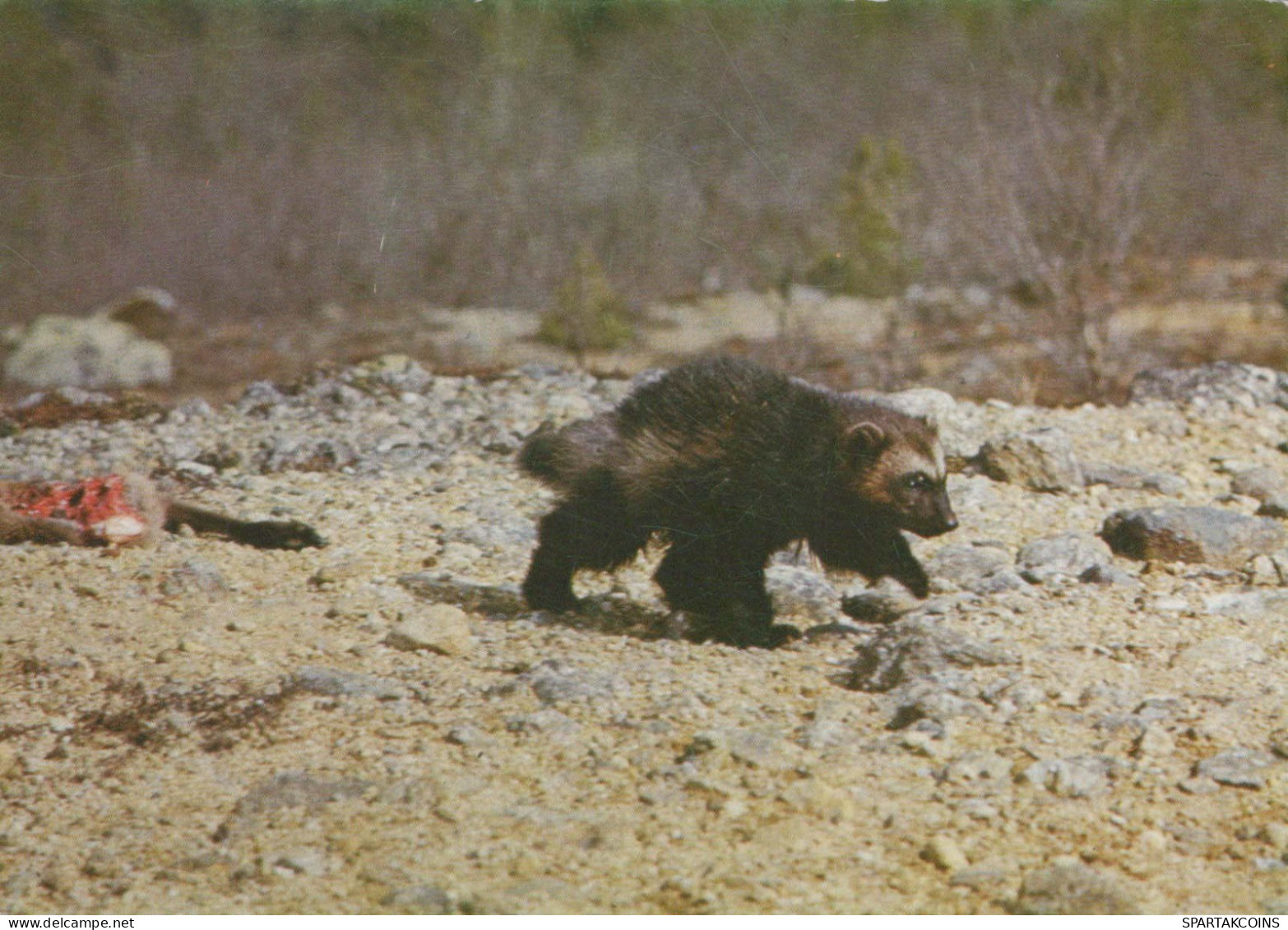 OURS Animaux Vintage Carte Postale CPSM #PBS910.FR - Bären