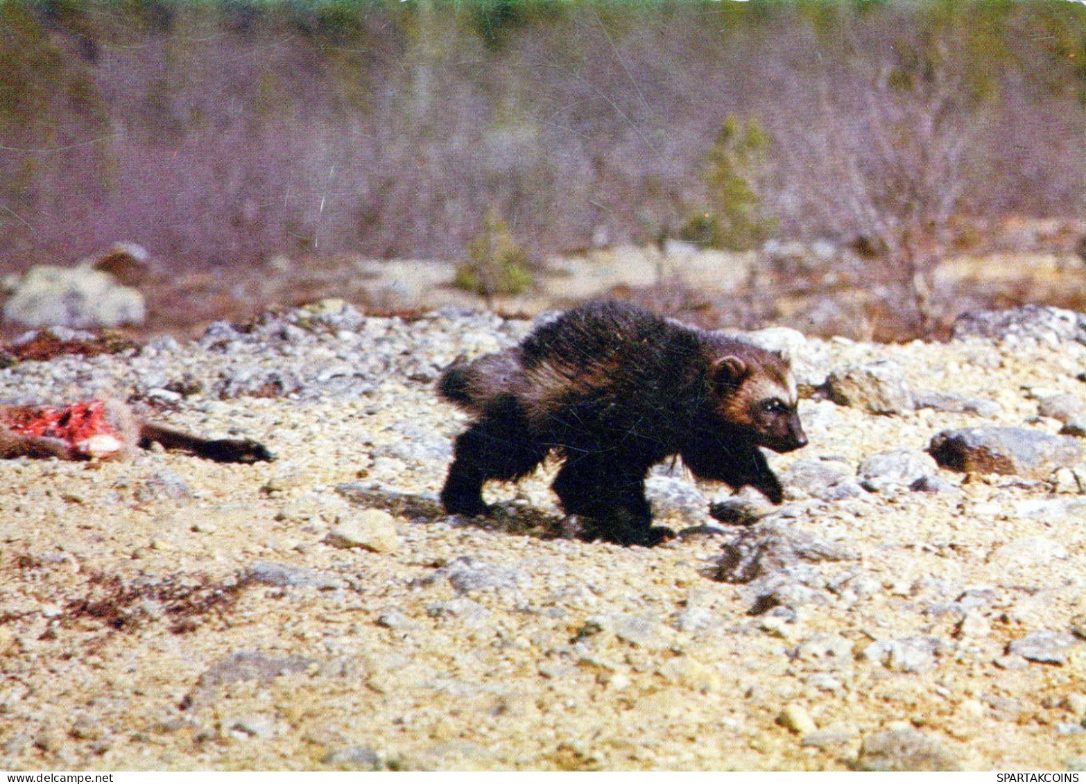 OURS Animaux Vintage Carte Postale CPSM #PBS910.FR - Osos