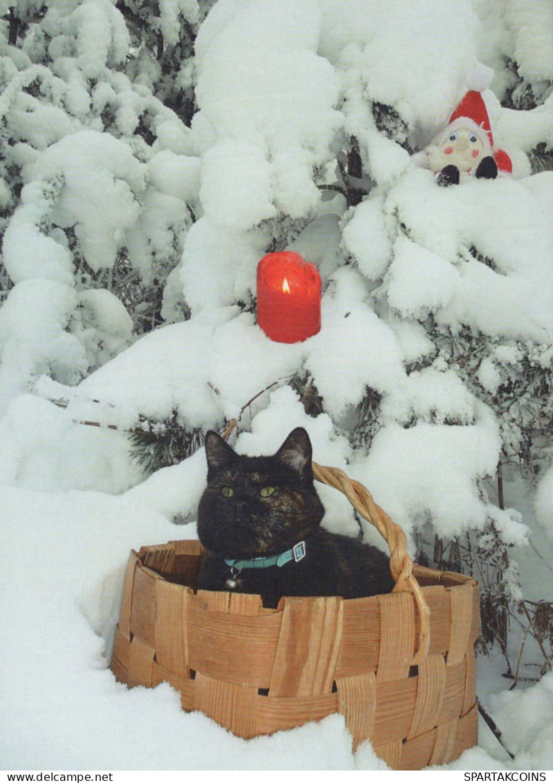 CHAT CHAT Animaux Vintage Carte Postale CPSM #PBQ817.FR - Cats