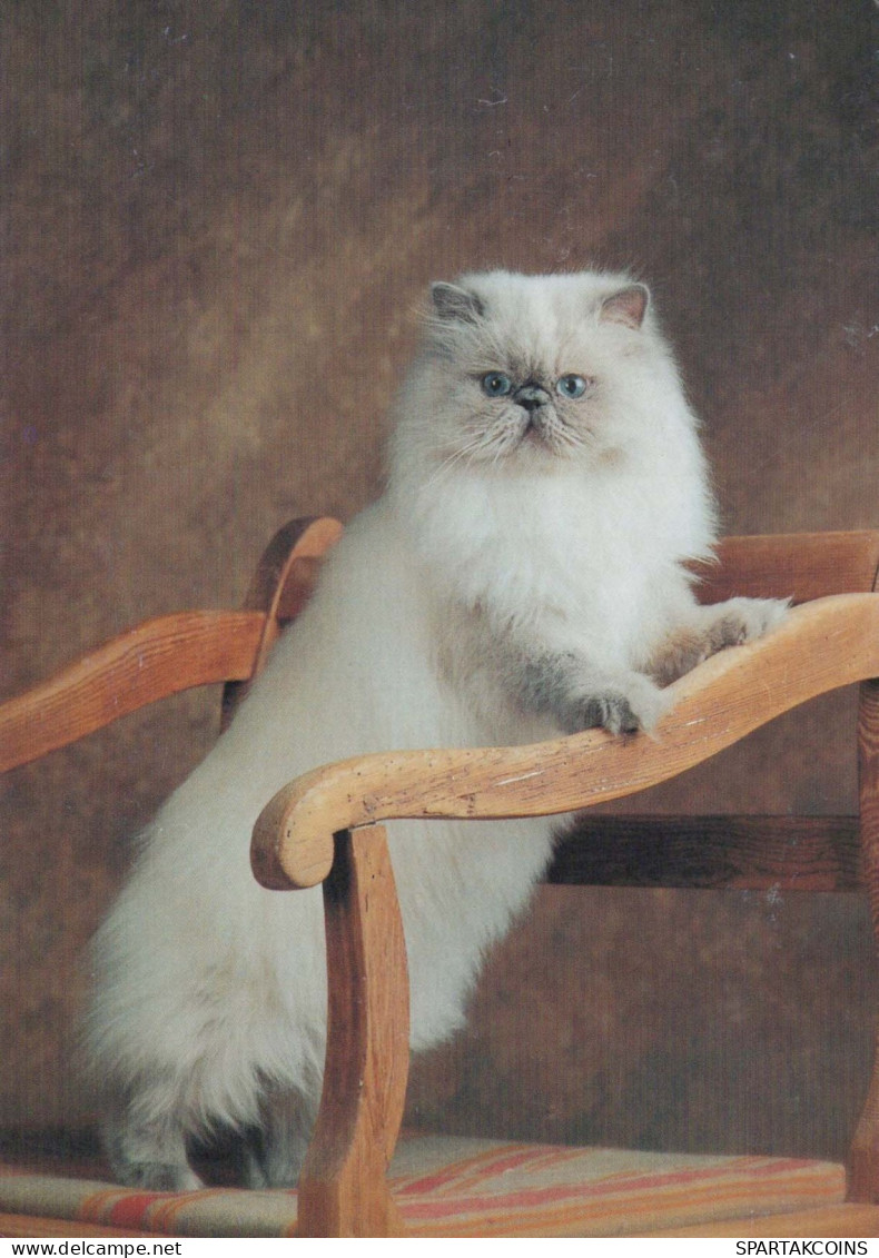 CHAT CHAT Animaux Vintage Carte Postale CPSM #PBQ940.FR - Cats