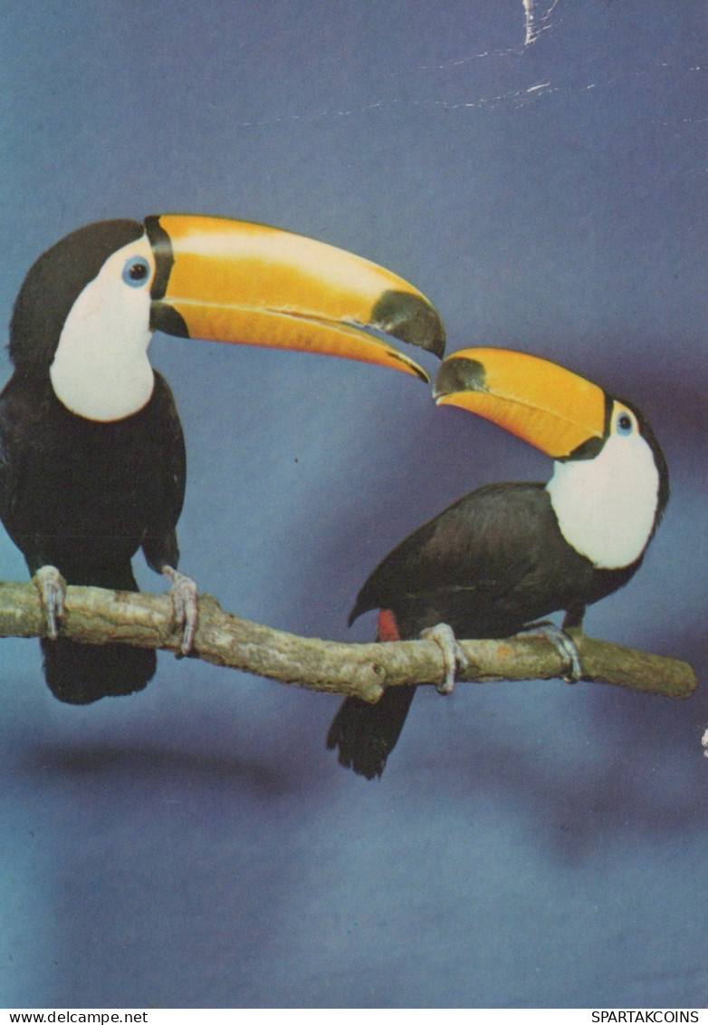 UCCELLO Animale Vintage Cartolina CPSM #PAN340.IT - Pájaros
