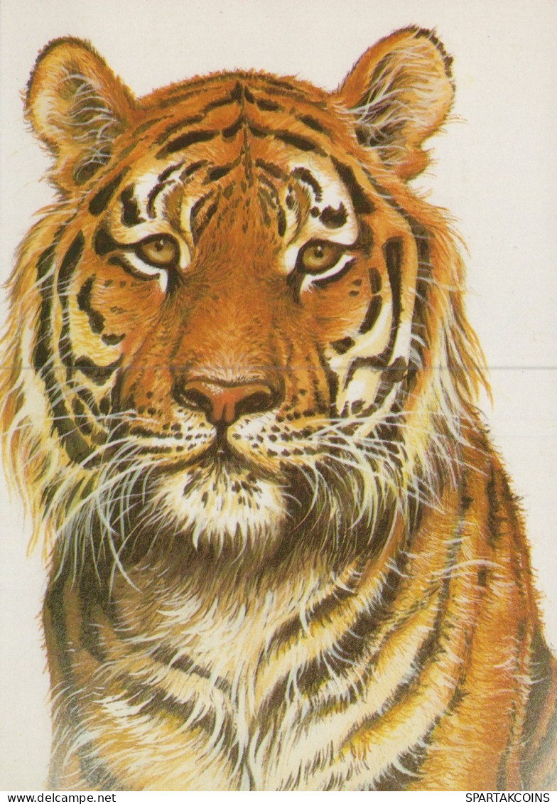 TIGRE GRANDE GATTO Animale Vintage Cartolina CPSM Unposted #PAM029.IT - Tiger