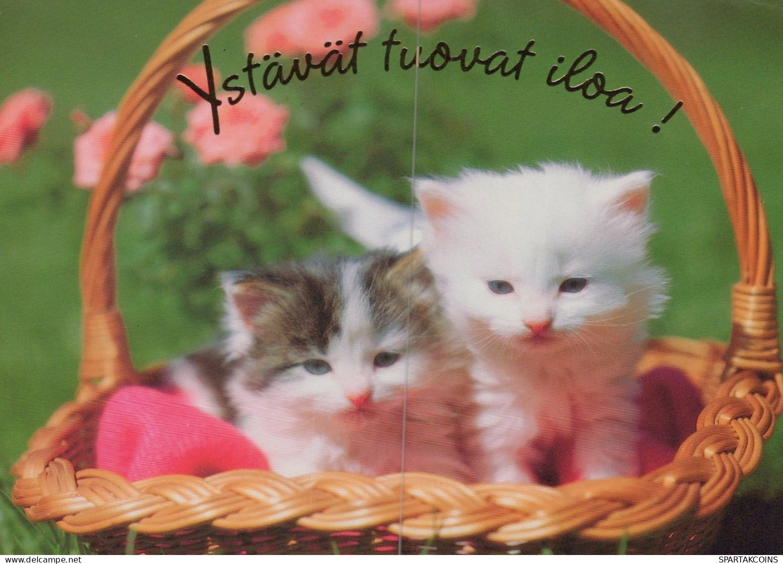 GATTO KITTY Animale Vintage Cartolina CPSM #PAM341.IT - Cats