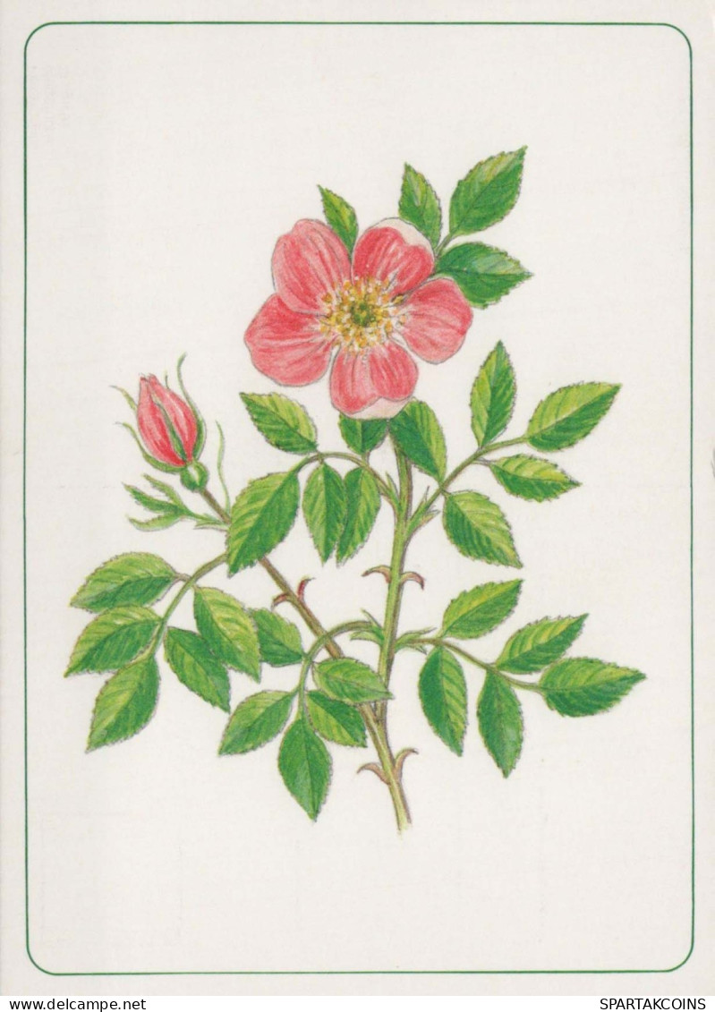 FLOWERS Vintage Ansichtskarte Postkarte CPSM #PBZ182.DE - Blumen