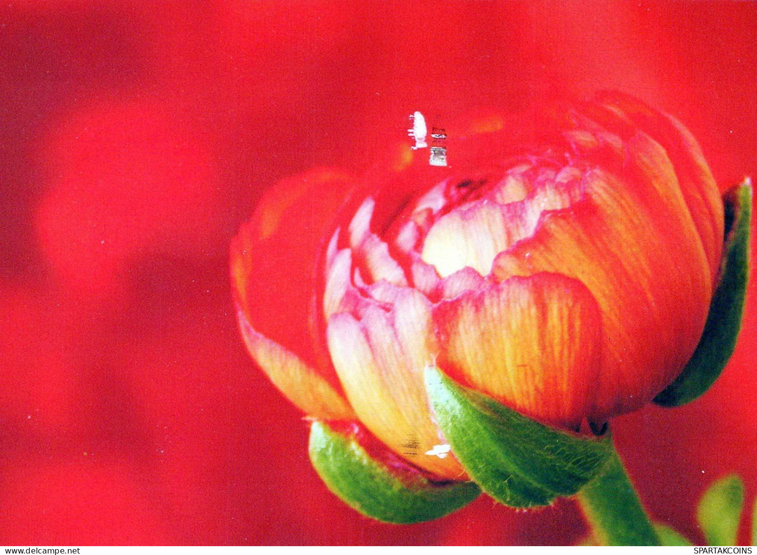FLOWERS Vintage Ansichtskarte Postkarte CPSM #PBZ001.DE - Blumen