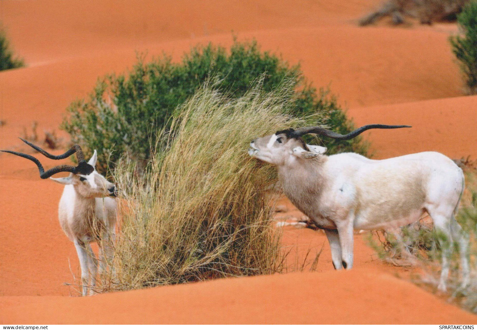 MENDES-ANTILOPE Tier Vintage Ansichtskarte Postkarte CPSM #PBS633.DE - Otros & Sin Clasificación