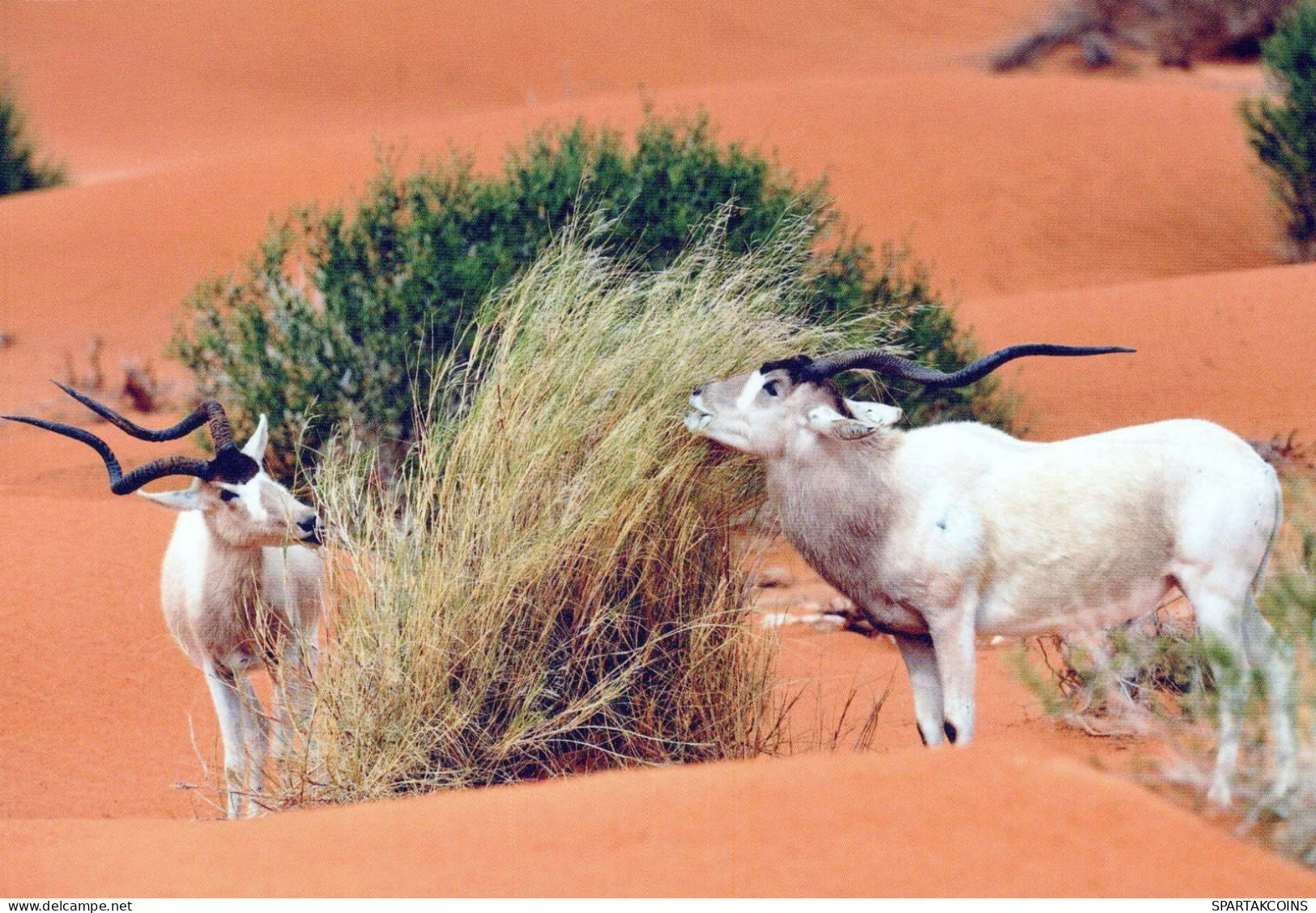 MENDES-ANTILOPE Tier Vintage Ansichtskarte Postkarte CPSM #PBS633.DE - Otros & Sin Clasificación