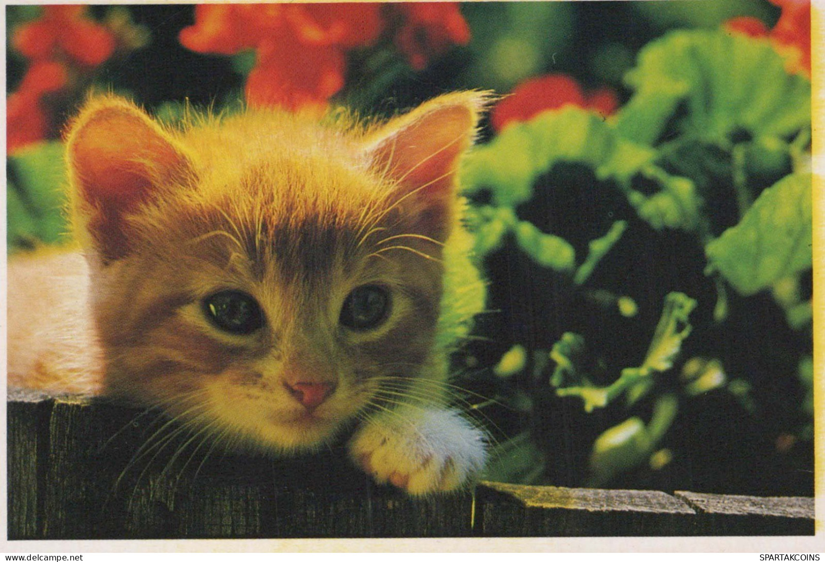 KATZE MIEZEKATZE Tier Vintage Ansichtskarte Postkarte CPSM #PBR006.DE - Chats