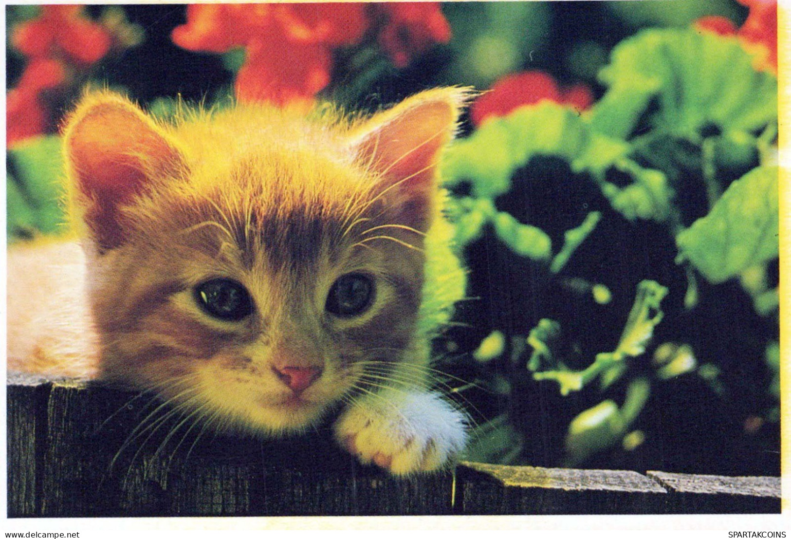 KATZE MIEZEKATZE Tier Vintage Ansichtskarte Postkarte CPSM #PBR006.DE - Chats