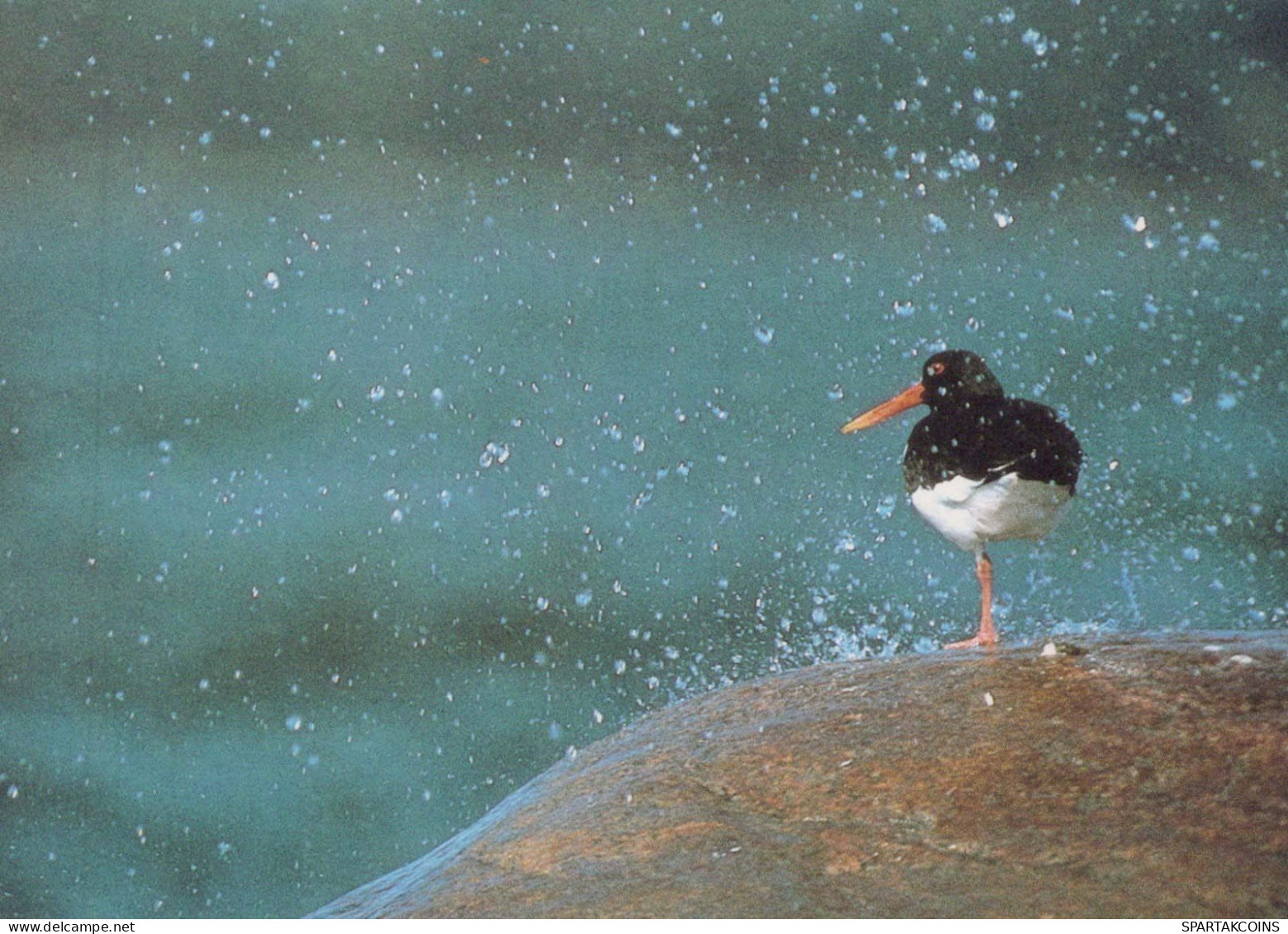 VOGEL Tier Vintage Ansichtskarte Postkarte CPSM #PBR409.DE - Pájaros