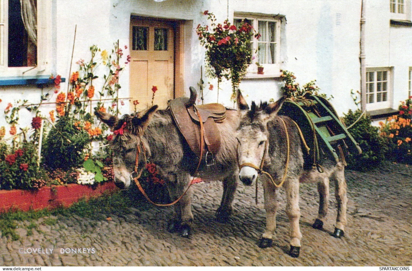 ASINO Animale Vintage CPA Cartolina #PAA035.IT - Donkeys