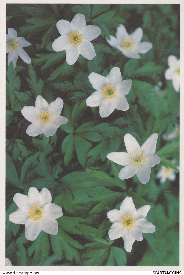 FIORI Vintage Cartolina CPSM #PBZ723.IT - Fleurs