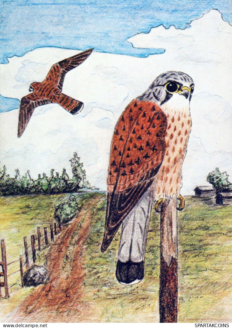 UCCELLO Animale Vintage Cartolina CPSM #PBR410.IT - Birds