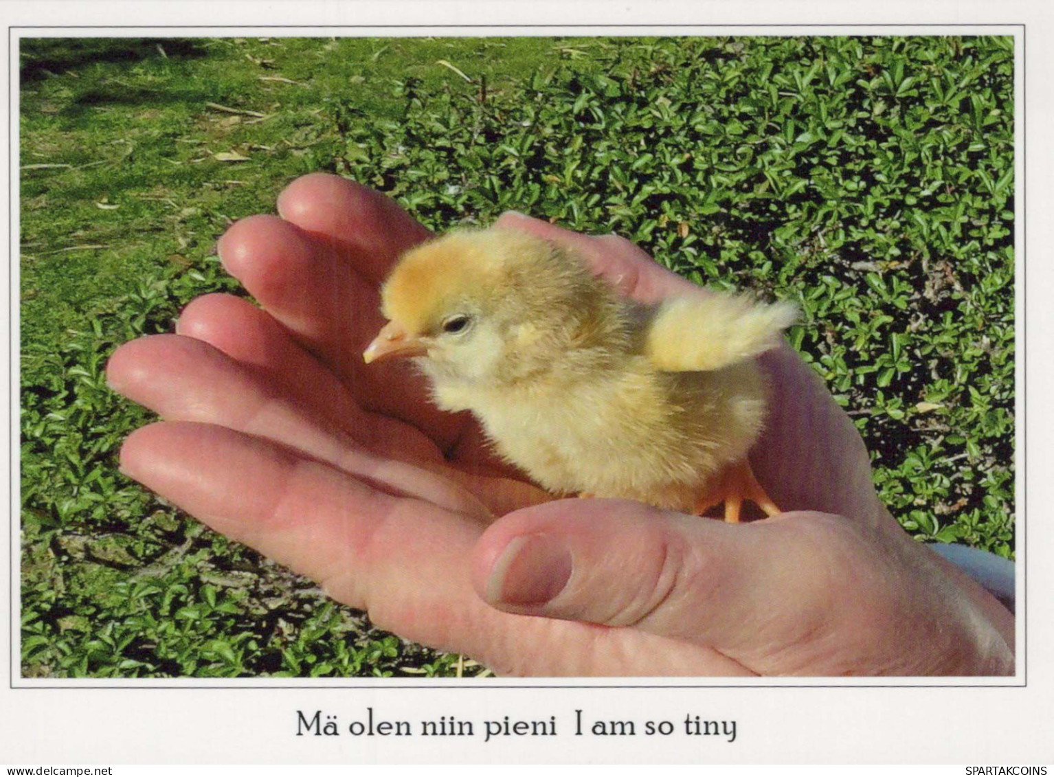 UCCELLO Animale Vintage Cartolina CPSM #PBR595.IT - Pájaros