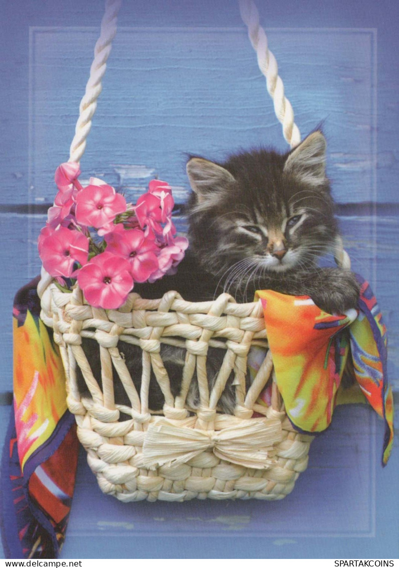 GATTO KITTY Animale Vintage Cartolina CPSM #PBQ942.IT - Katten