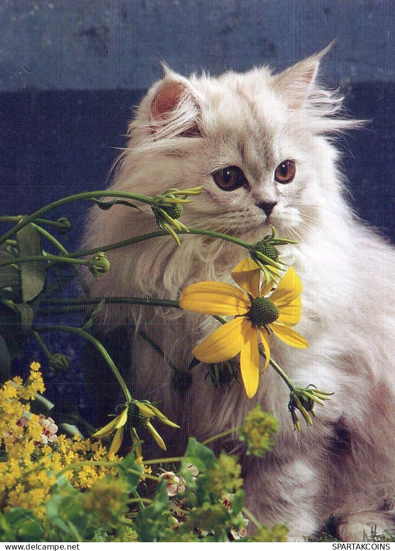 GATTO KITTY Animale Vintage Cartolina CPSM #PBQ757.IT - Cats