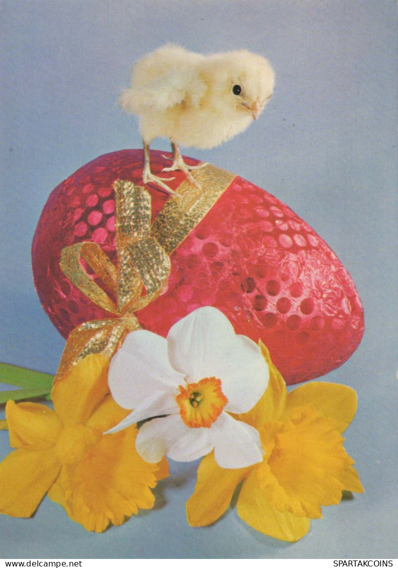 PASQUA POLLO UOVO Vintage Cartolina CPSM #PBP028.IT - Easter