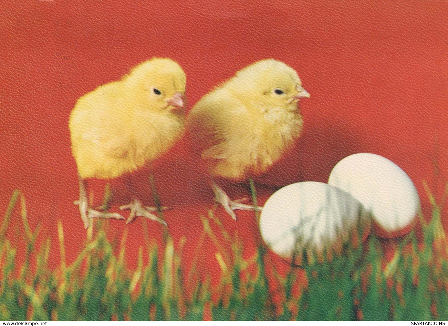 PASQUA POLLO UOVO Vintage Cartolina CPSM #PBO899.IT - Ostern