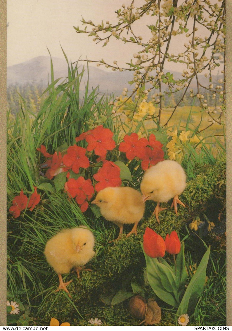 PASQUA POLLO UOVO Vintage Cartolina CPSM #PBO587.IT - Easter