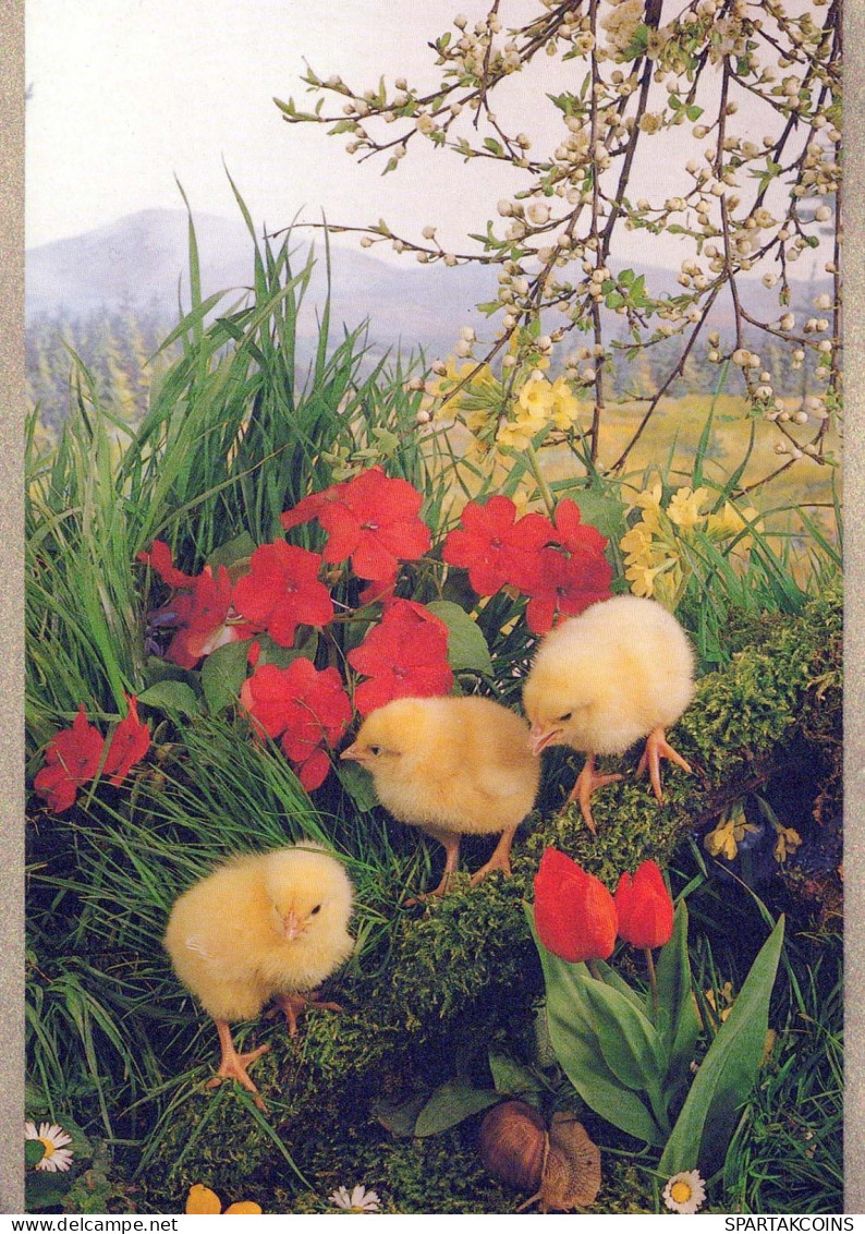 PASQUA POLLO UOVO Vintage Cartolina CPSM #PBO587.IT - Ostern