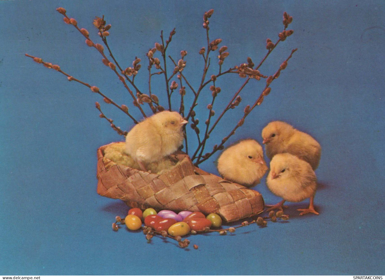 PASQUA POLLO Vintage Cartolina CPSM #PBO961.IT - Ostern