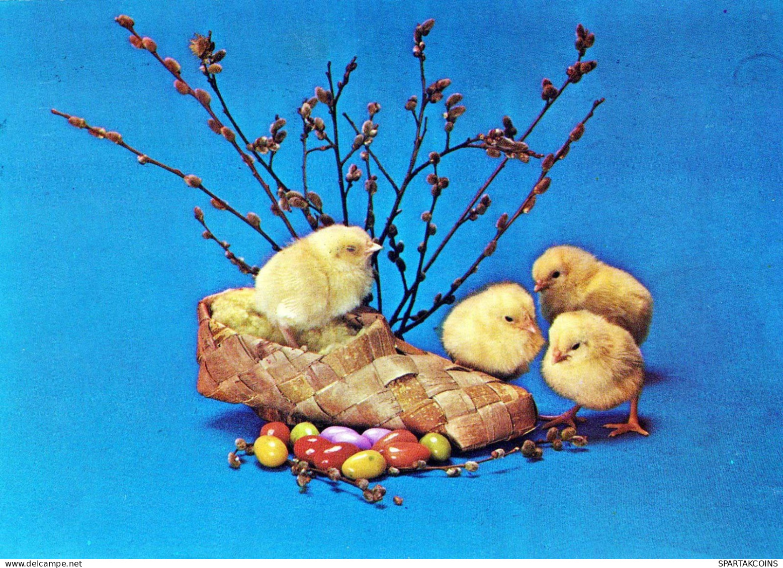 PASQUA POLLO Vintage Cartolina CPSM #PBO961.IT - Easter