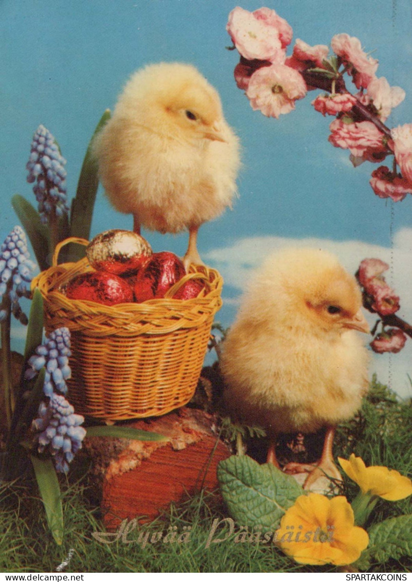 PASQUA POLLO UOVO Vintage Cartolina CPSM #PBO710.IT - Ostern