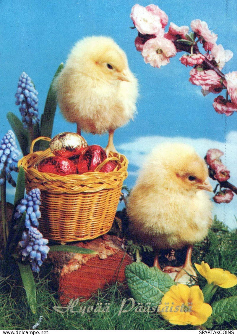 PASQUA POLLO UOVO Vintage Cartolina CPSM #PBO710.IT - Ostern