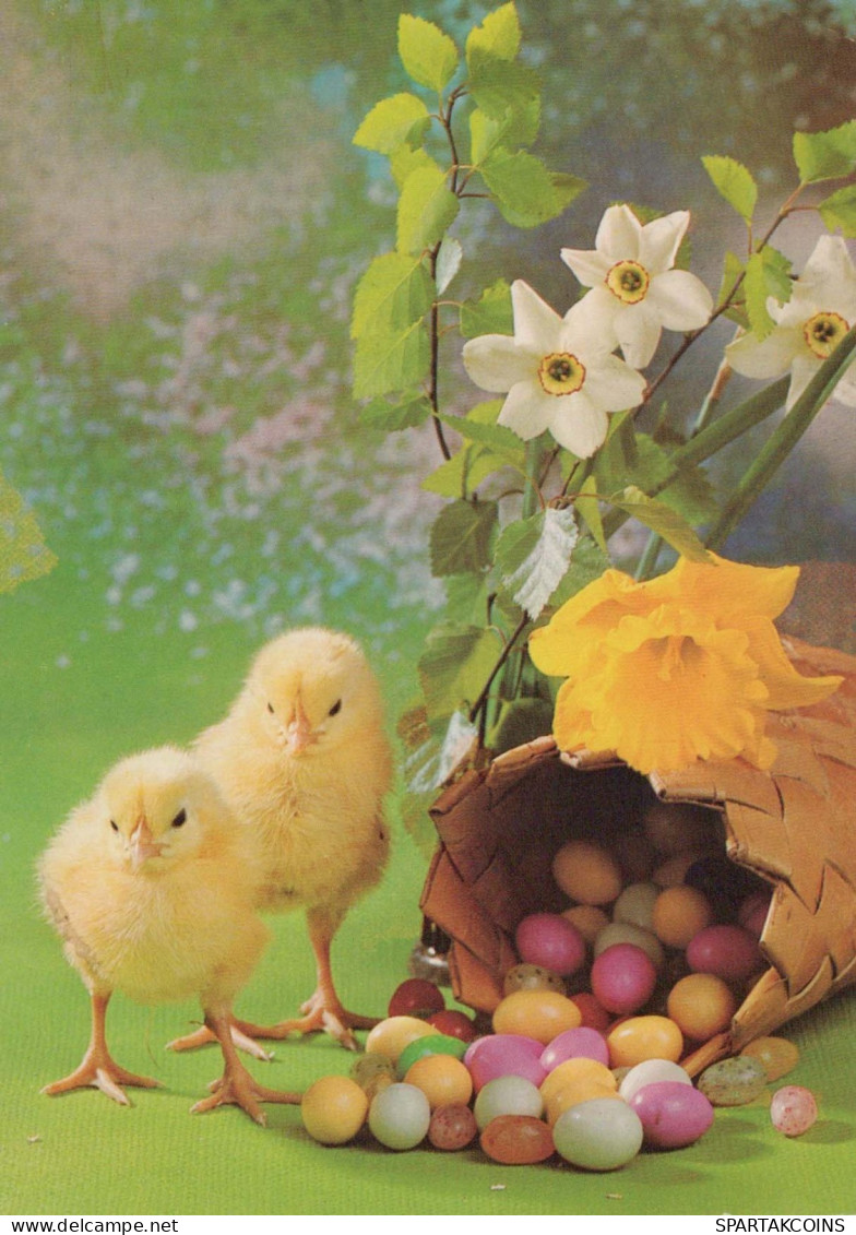 PASQUA POLLO UOVO Vintage Cartolina CPSM #PBO837.IT - Easter