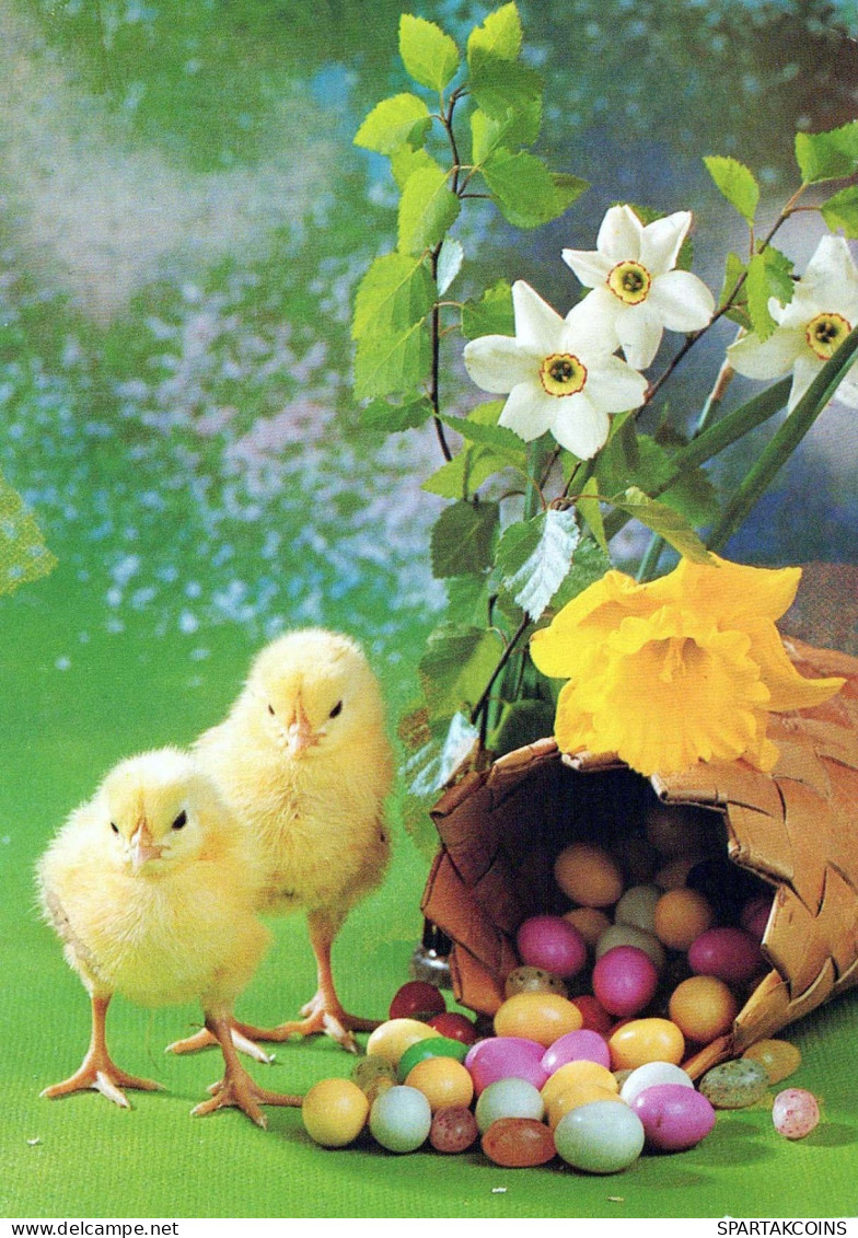 PASQUA POLLO UOVO Vintage Cartolina CPSM #PBO837.IT - Easter