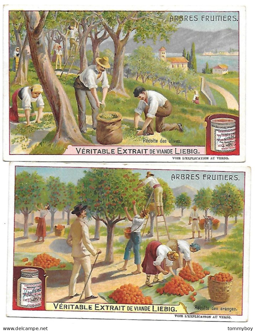 S 878, Liebig 6 Cards, Arbres Fruitiers (ref B23) - Liebig