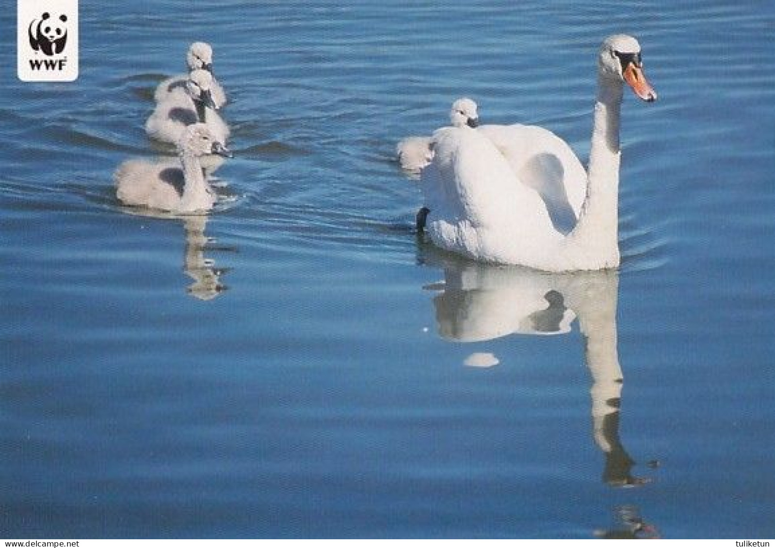 Bird - Oiseau - Vogel - Uccello - Pássaro - Pájaro - Mute Swan - (Cygnus Olor) - WWF Panda Logo - Birds