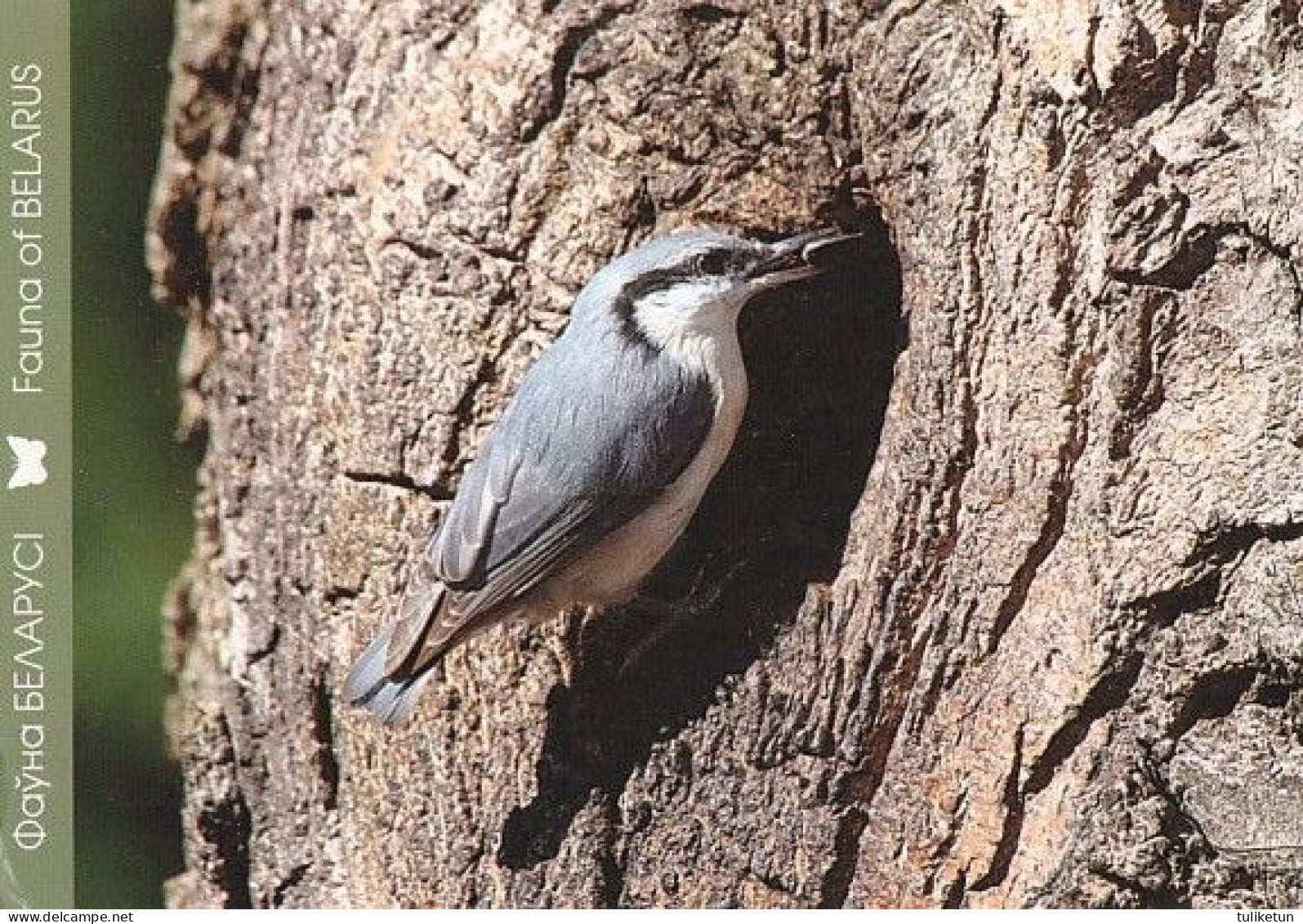 Bird - Oiseau - Vogel - Uccello - Pássaro - Nuthatch - Pähkinänakkeli - Sitta Eoropaea - Birds