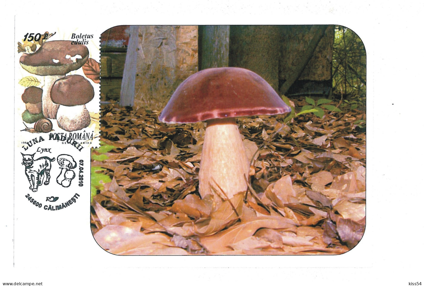 MAX 55 - 213 MUSHROOM, Romania - Maximum Card - 2010 - Cartes-maximum (CM)