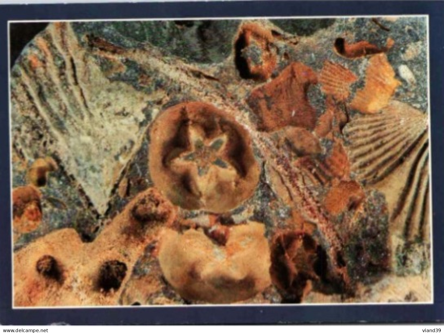 CROZON. -  Fossiles De La Presqu'île De Crozon : Crinoides Brachiopodes.    Circulée.  1994 - Crozon