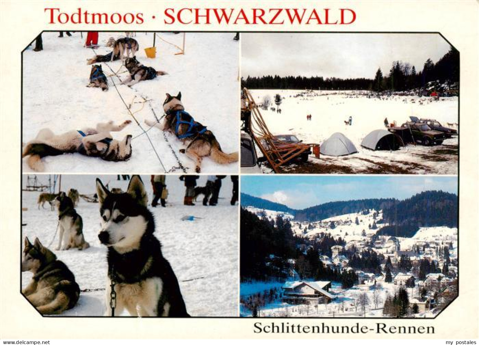 73927875 Todtmoos Schlittenhunde Rennen Panorama - Todtmoos