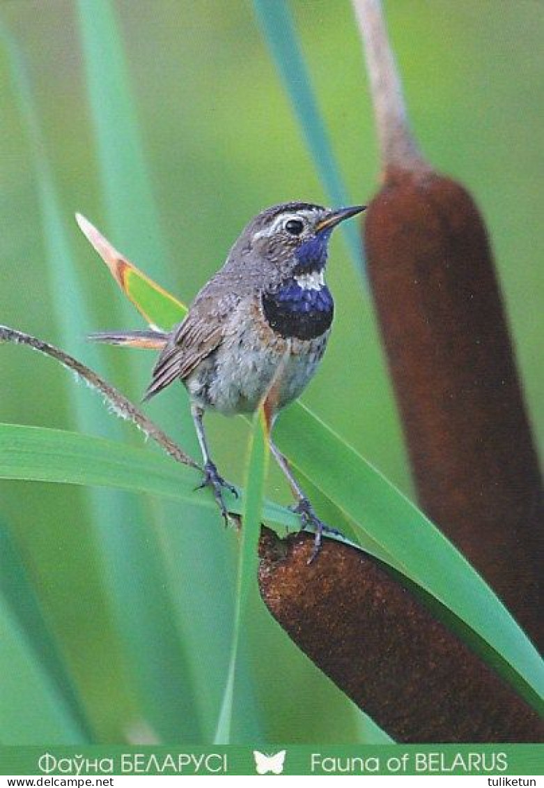 Bird - Oiseau - Vogel - Uccello - Pássaro - Pájaro - Animal - Fauna - Bluethroat - Sinirinta - Luscinia Svecica - Pájaros