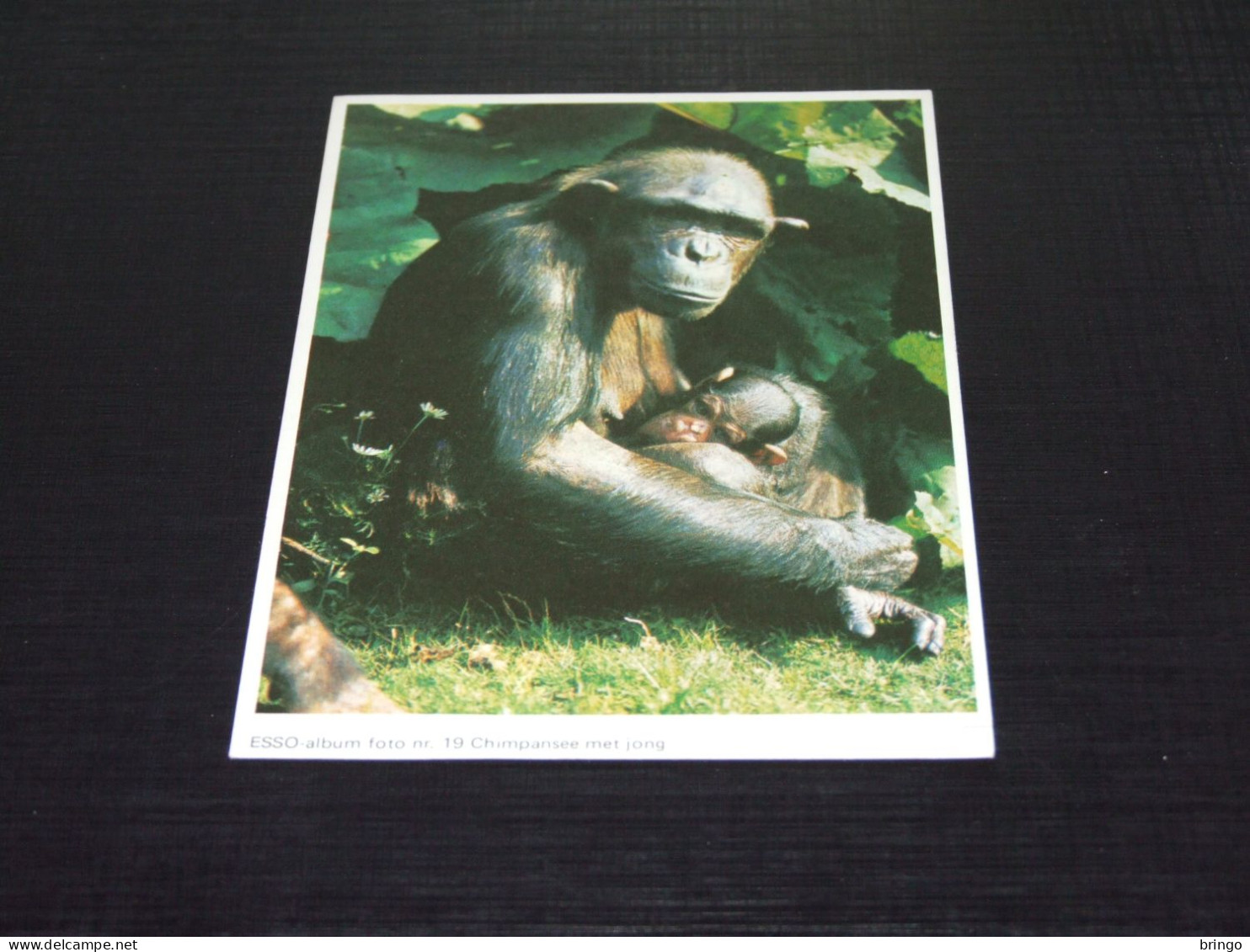 75056-           PHOTO CARD - APEN / APES / AFFEN / SINGES / SIMIOS - Monkeys