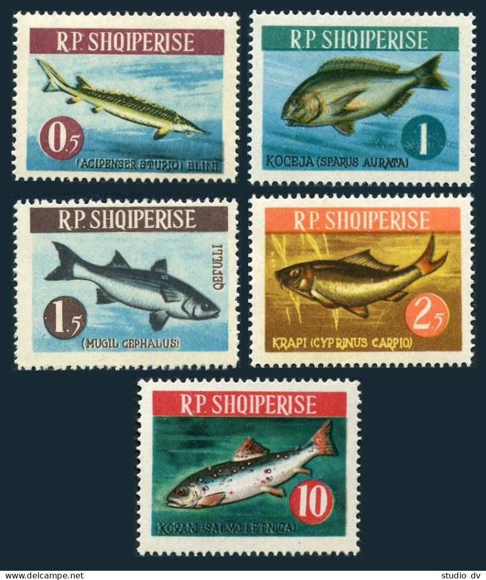 Albania 716-719,721, MNH. Mi 809-812,814. Fish 1964. Sturgeon, Gilt-head,Mullet, - Albanien