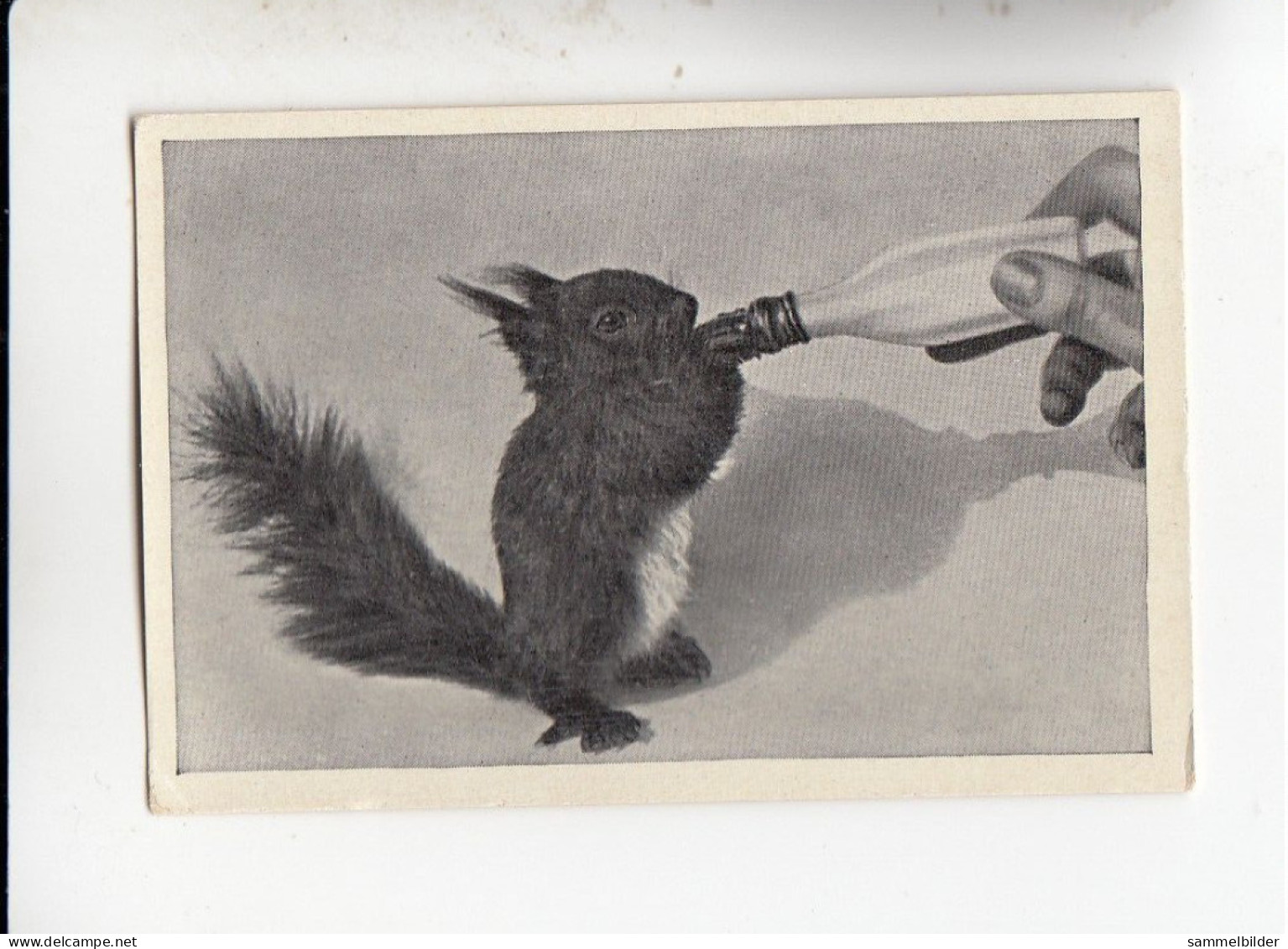 Mit Trumpf Durch Alle Welt Heitere Tierbilder I Eichhörnchen Als Flaschenkind      C Serie 9 # 1 Von 1934 - Otras Marcas