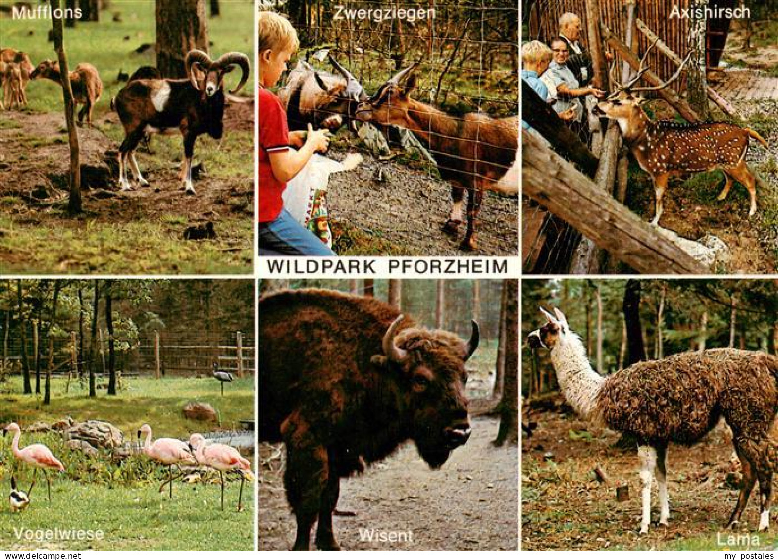 73927254 Pforzheim Wildpark Mufflons Zwergziegen Axishirsch Vogelwiese Wisent La - Pforzheim