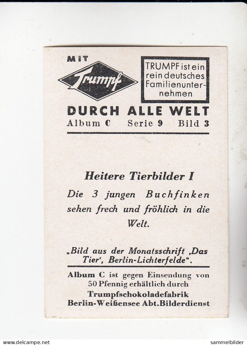 Mit Trumpf Durch Alle Welt Heitere Tierbilder I Die 3 Jungen Buchfinken  C Serie 9 # 3 Von 1934 - Zigarettenmarken