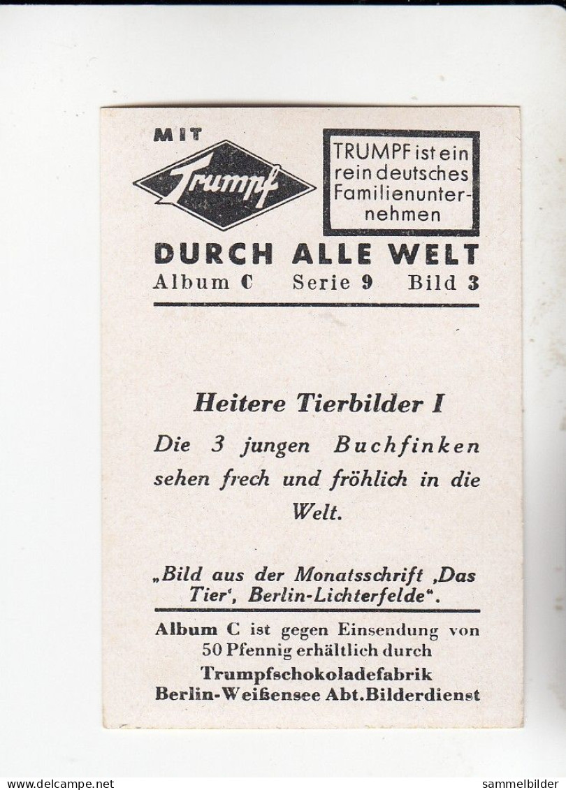 Mit Trumpf Durch Alle Welt Heitere Tierbilder I Die 3 Jungen Buchfinken  C Serie 9 # 3 Von 1934 - Andere Merken