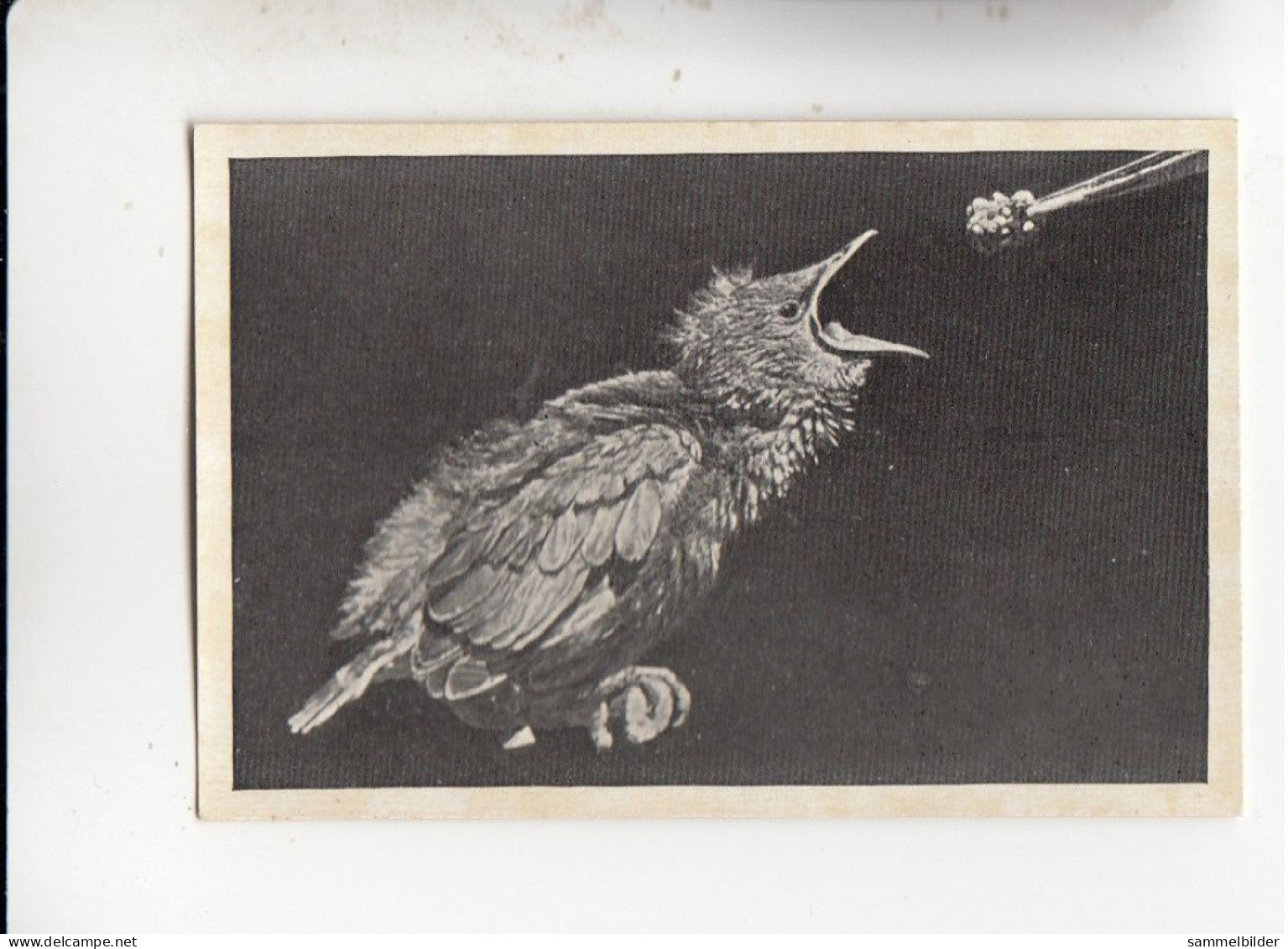 Mit Trumpf Durch Alle Welt Heitere Tierbilder I Kaum 14 Tage Alt Vogel Star   C Serie 9 # 4 Von 1934 - Zigarettenmarken