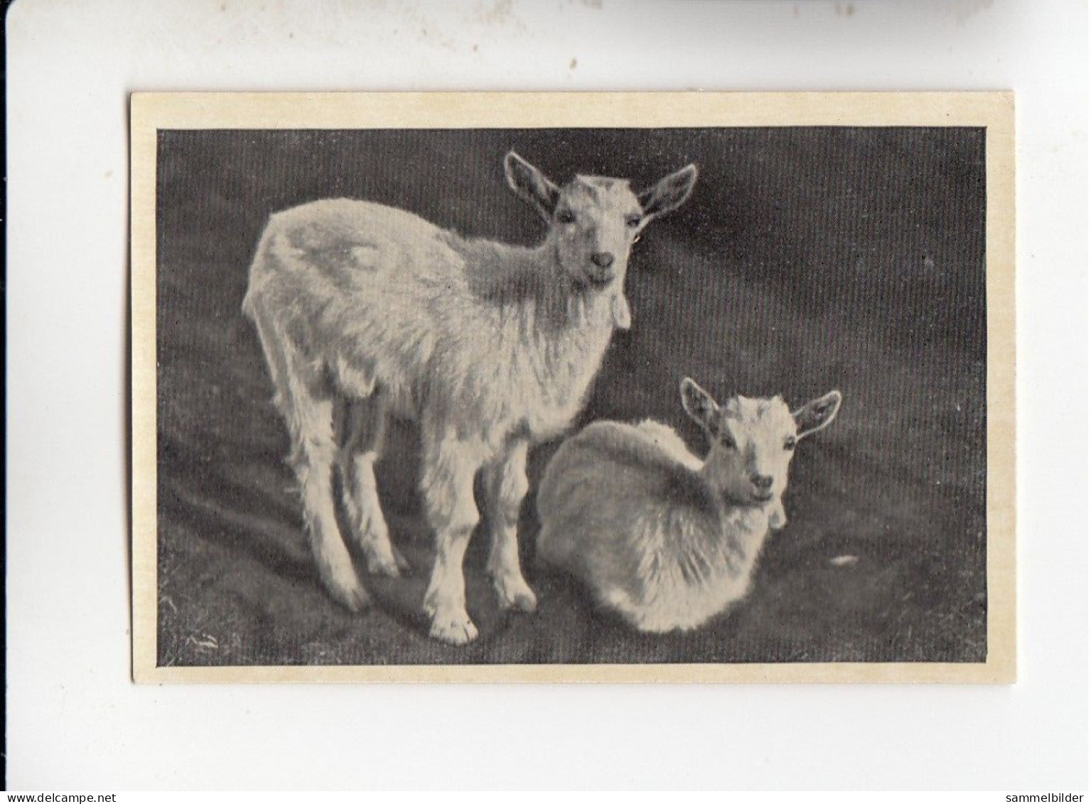 Mit Trumpf Durch Alle Welt Heitere Tierbilder I 2 Weiße Ziegenlämmer   C Serie 9 # 6 Von 1934 - Zigarettenmarken