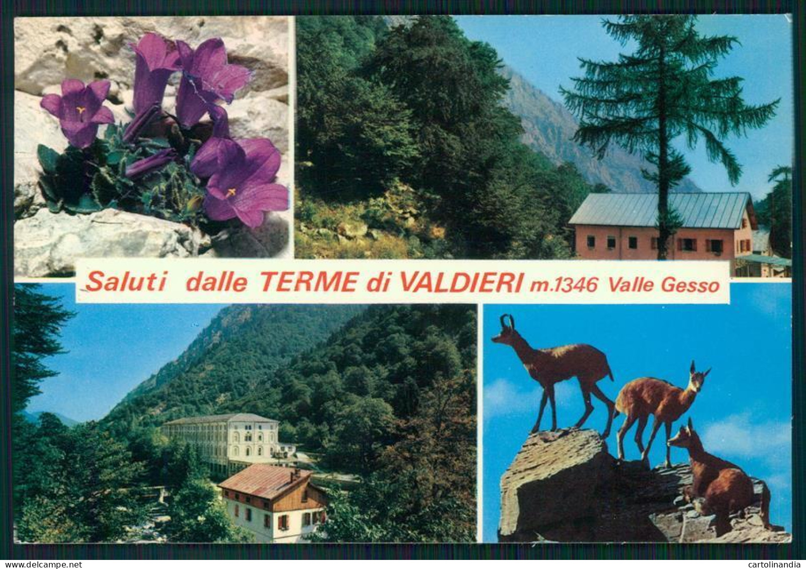 Cuneo Valdieri Terme Di Saluti Da Caprioli Foto FG Cartolina MZ0991 - Cuneo