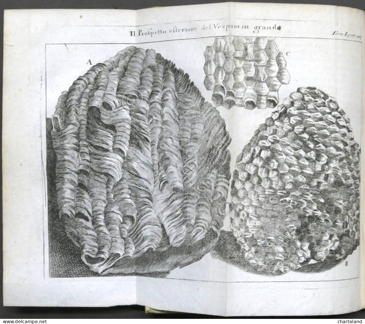 Lo Spettacolo Della Natura Esposto In Varj Dialoghi - Tomo I - Ed. 1752 - Ohne Zuordnung