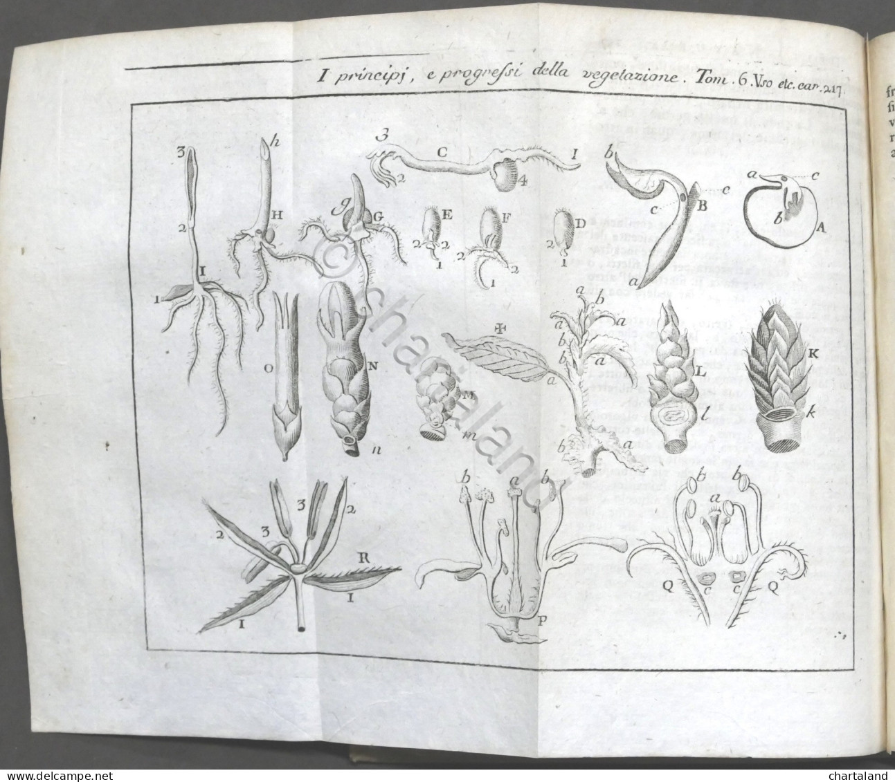 Lo Spettacolo Della Natura Esposto In Varj Dialoghi - Tomo VI - Ed. 1752 - Non Classificati