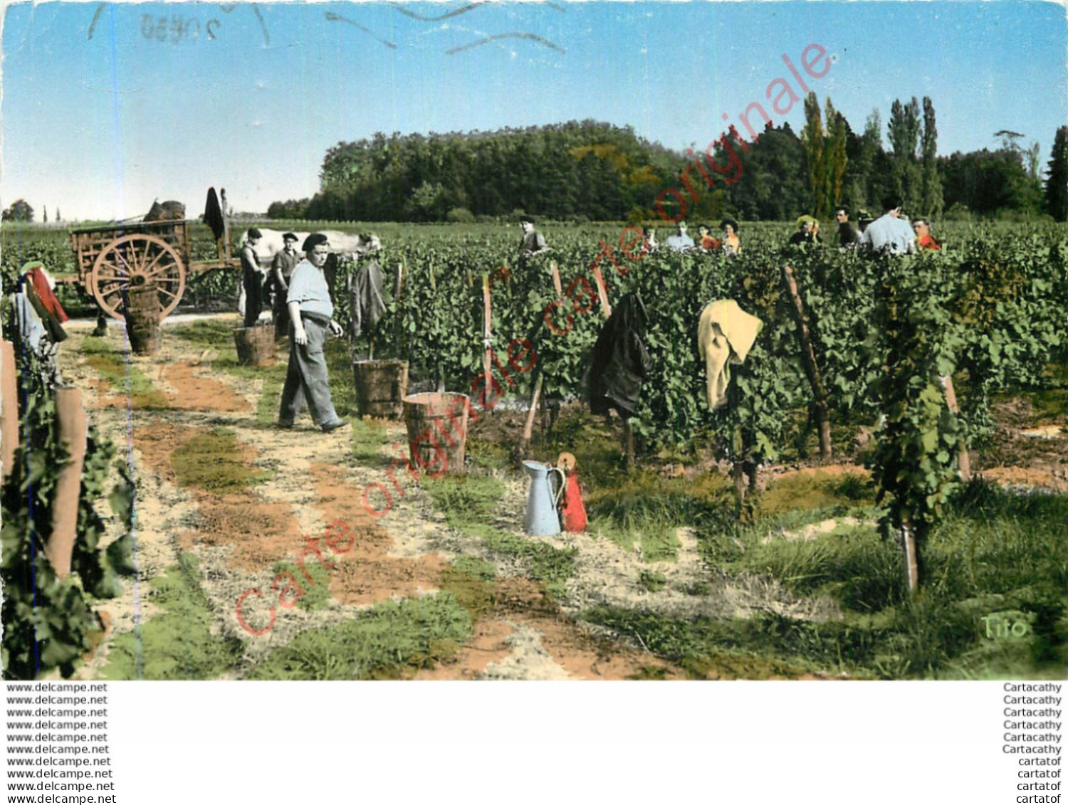 33.  LIBOURNE .  Vendanges . - Libourne